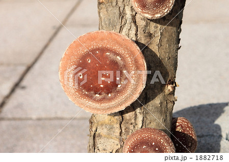 原木椎茸 1882718