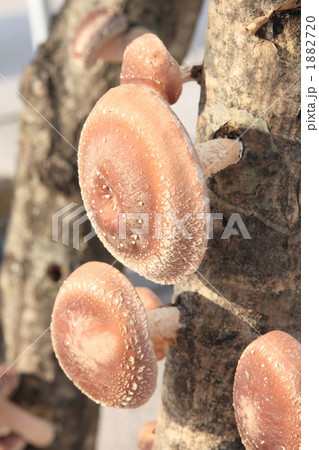 原木椎茸 1882720