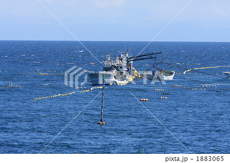 羅臼の定置網漁 1883065