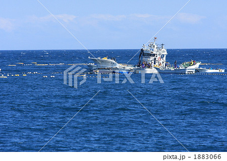 羅臼の定置網漁 1883066