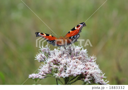 蝶・クジャクチョウ 1883332