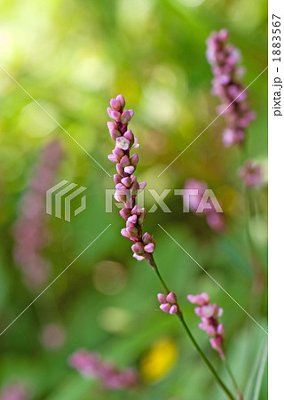 イヌタデ(あかまんま) イヌタデ(あかまんま) 1883567