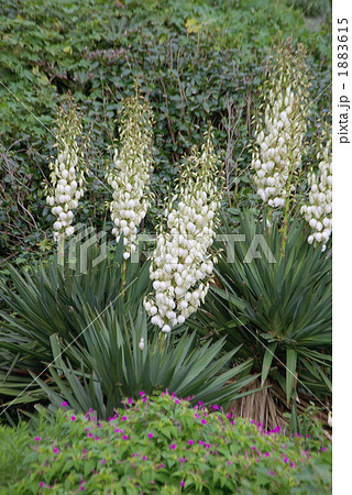 白い花を咲かせるアツバキミガヨランと思われる植物 1883615