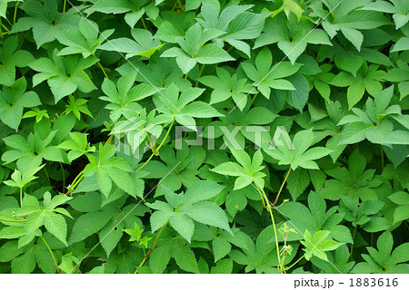 カナムグラ 1883616