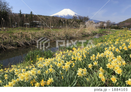 富士山と水仙 1884103