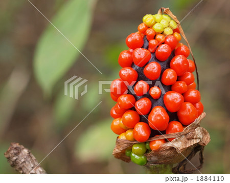 マムシグサの果実 1884110