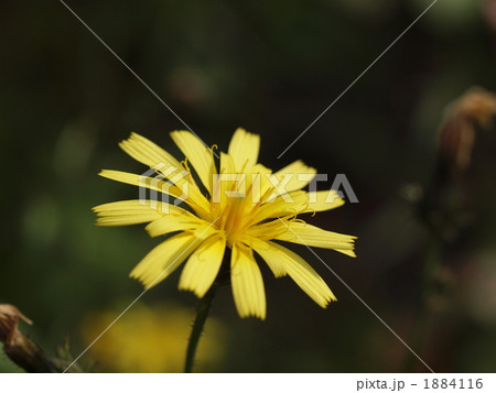 コウゾリナ 1884116