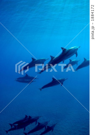 ハシナガイルカ ハシナガイルカ 1884172