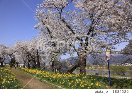 飯山城址公園の桜の写真素材