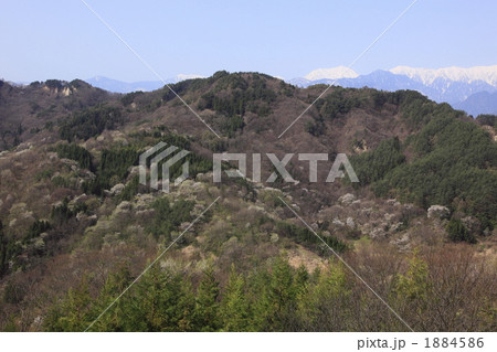 陸郷の山桜 陸郷の山桜 1884586
