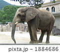 動物園 1884686