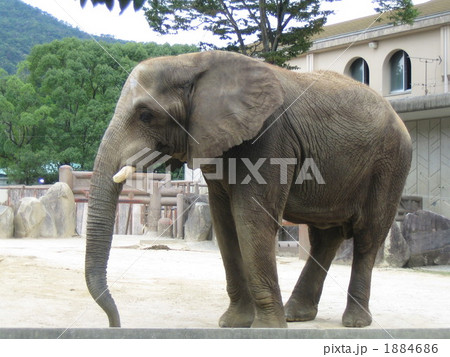 動物園 1884686