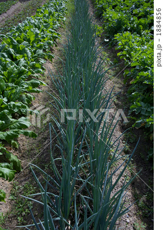 ねぎ畑 ねぎ畑 1884856