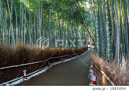 京都　嵯峨野の竹林の小径 1885004