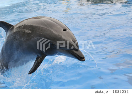 イルカ 1885052