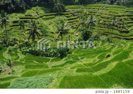 バリ島の棚田 バリ島の棚田 1885159