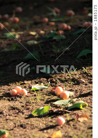 秋の斜陽の中のギンナン 1885175