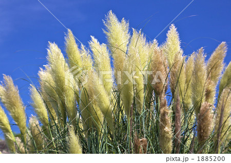 ススキ 1885200