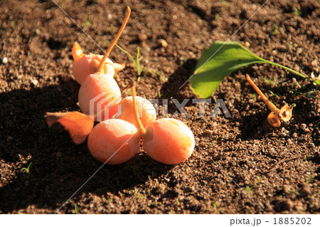 秋の斜陽の中のギンナンアップ 1885202