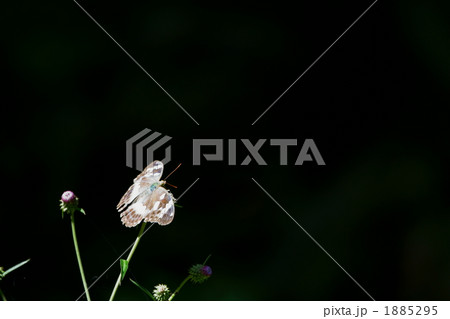 タテハチョウ 1885295