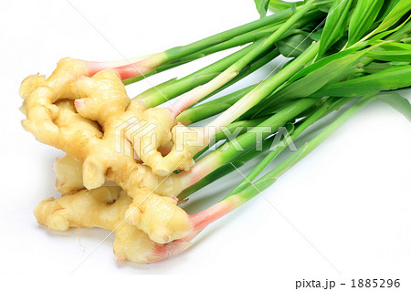 葉ショウガ 葉ショウガ 1885296