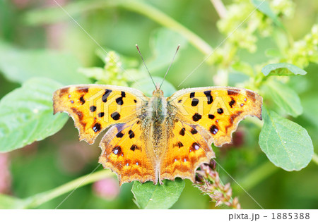 キタテハ キタテハ 1885388