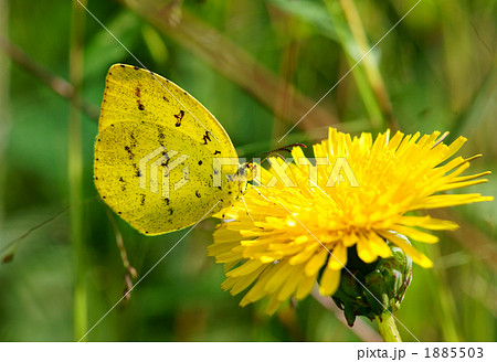 キチョウ 1885503