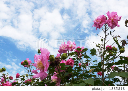 スイフヨウ 1885818