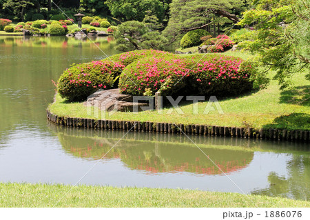 六義園のつつじ 六義園のつつじ 1886076