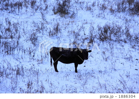 雪の中の和牛 1886304