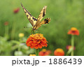 1886439