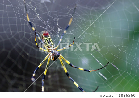 コガネグモ コガネグモ 1886560