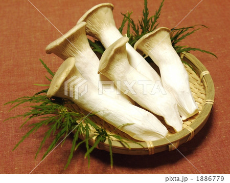 エリンギ（赤バック） 1886779