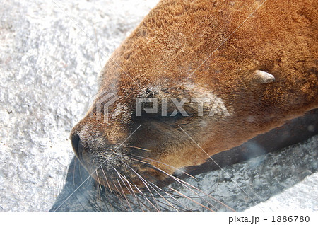 アザラシの昼寝 アザラシの昼寝 1886780