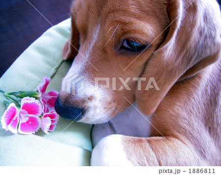 a dog loves flowers 1886811