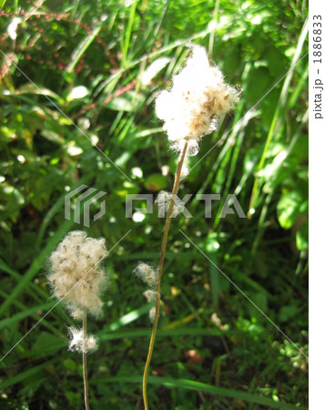 春咲き秋明菊の綿毛 1886833