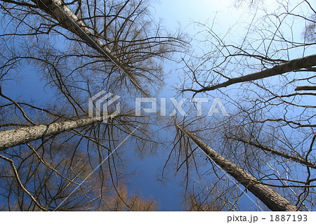 カラマツ 1887193