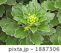 イソギク　近景 1887306