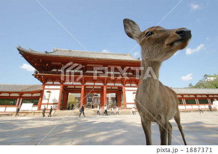 東大寺の鹿 1887371