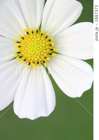 白いコスモス*アップ2 1887372