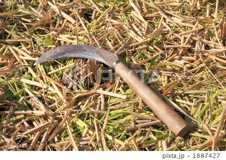 酒米収穫*9 1887427