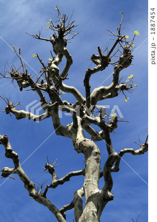 アオギリ 1887454