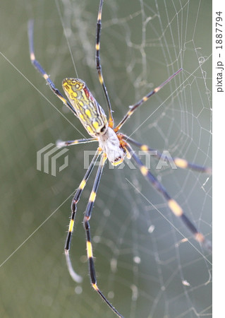 クモ 1887794