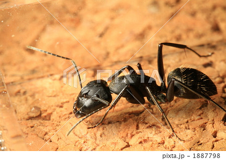 アリ アリ 1887798