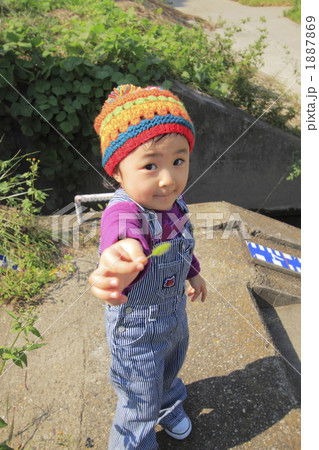 ねこじゃらしをカメラに見せる女の子 1887869