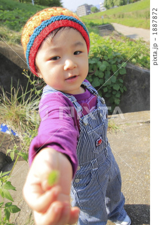 ねこじゃらしをカメラに見せる女の子 ねこじゃらしをカメラに見せる女の子 1887872
