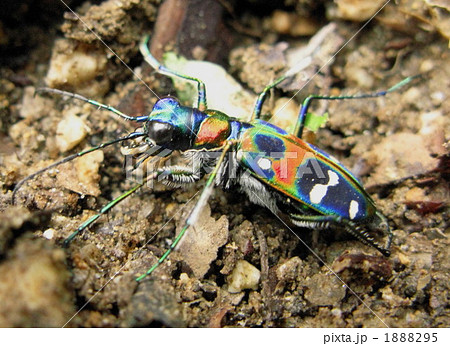 動く宝石 1888295