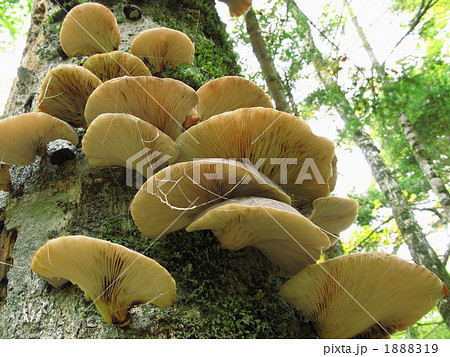 吉野熊野国立公園大台ケ原のキノコ 吉野熊野国立公園大台ケ原のキノコ 1888319