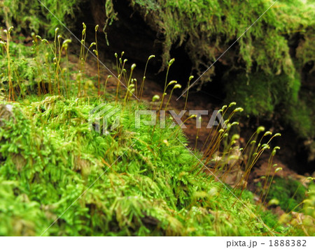 スギゴケの森 1888382