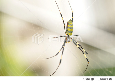 女郎蜘蛛 1888436